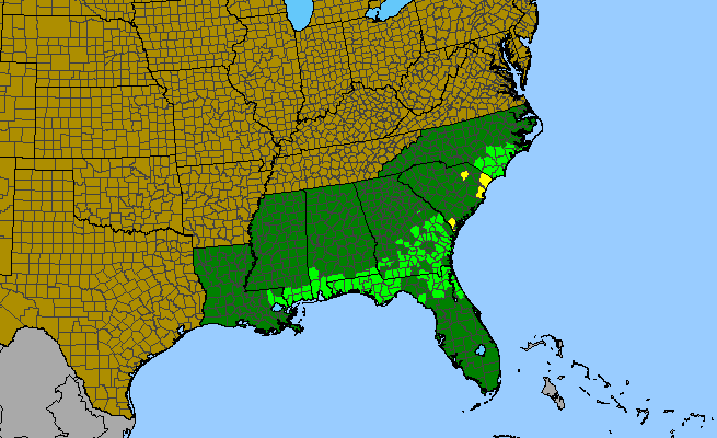 The range of Balduina uniflora